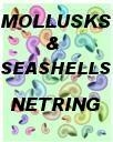 Mollusks & Seashells NetRing