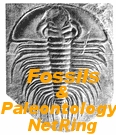 Fossils & Paleontology NetRing